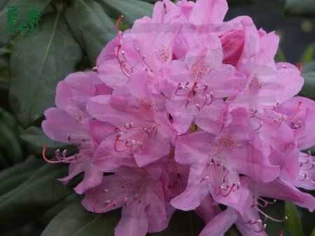 Rhododendron 'Roseum Elegans' PAARS 140-160 cm container