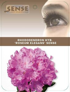 Rhododendron 'Roseum Elegans' PAARS 40-50 cm cont. 5,0L - afbeelding 3