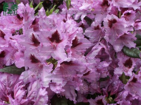 Rhododendron 'Rhododendronpark Graal-Müritz' 30-40 cm cont. 4,0L