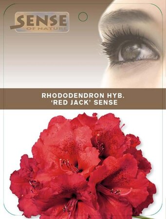 Rhododendron 'Red Jack' ROOD 40-50 cm cont. 5,0L - afbeelding 1