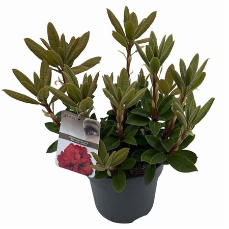 Rhododendron 'Red Jack' ROOD 40-50 cm cont. 5,0L - afbeelding 3