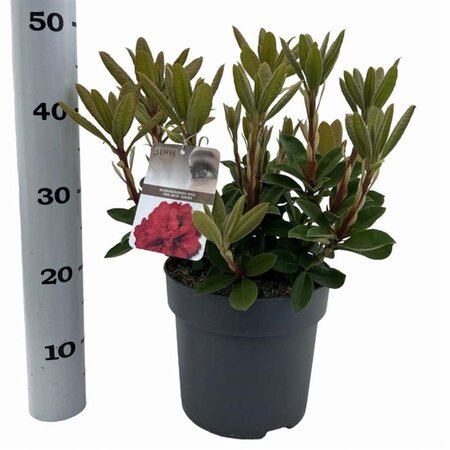 Rhododendron 'Red Jack' ROOD 40-50 cm cont. 5,0L - afbeelding 4