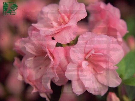 Rhododendron (AJ) 'Rosebud' 70-80 cm met kluit
