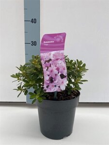 Rhododendron 'Snipe' 20-25 cm cont. 2,0L
