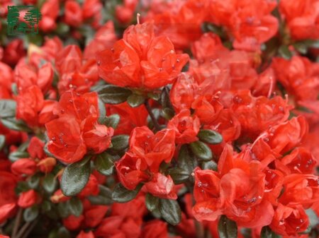 Rhododendron (AJ) 'Stewartstonian' ROOD 25-30 cm cont. 3,0L