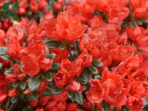 Rhododendron (AJ) 'Stewartstonian' ROOD 70-80 cm met kluit