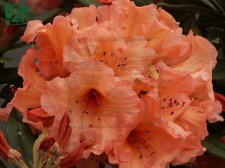 Rhododendron 'Tortoiseshell Orange' ORANJE 50-60 cm cont. 7,5L