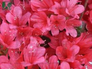 Rhododendron (AJ) 'Toreador' 20-25 cm cont. 2,0L - afbeelding 1