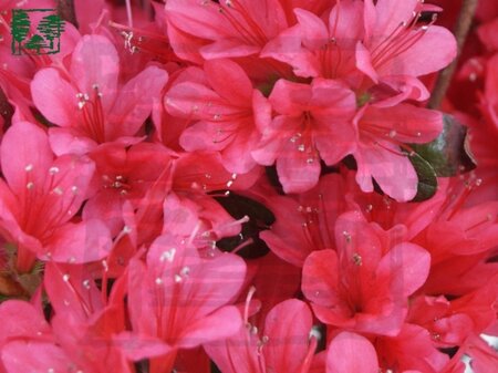 Rhododendron (AJ) 'Toreador' 60-70 cm met kluit