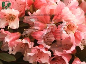 Rhododendron 'Wee Bee' dwerg ROZE 15-20 cm cont. 2,0L