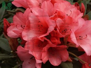 Rhododendron 'Winsome' dwerg ROZE 15-20 cm cont. 2,0L