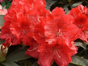 Rhododendron 'Wilgen's Ruby' ROOD 40-50 cm cont. 4,0L