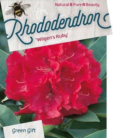 Rhododendron 'Wilgen's Ruby' ROOD 50-60 cm cont. 10L - afbeelding 2