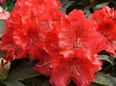 Rhododendron 'Wilgen's Ruby' ROOD 50-60 cm cont. 10L - afbeelding 1