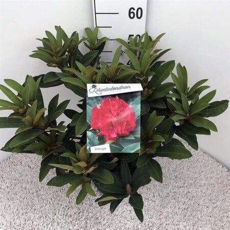 Rhododendron 'Wilgen's Ruby' ROOD 50-60 cm cont. 10L - afbeelding 3