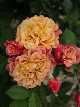 Rosa (K) 'Aloha' wortelgoed A kwaliteit