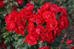 Rosa (F) Black Forest Rose geen maat specificatie wortelgoed
