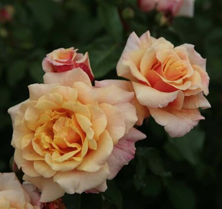 Rosa (P) Caramella wortelgoed A kwaliteit - afbeelding 2