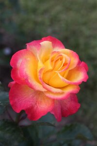 Rosa (T) Flaming Star wortelgoed A kwaliteit - afbeelding 1
