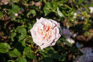 Rosa (F) 'Grüss an Aachen' wortelgoed A kwaliteit