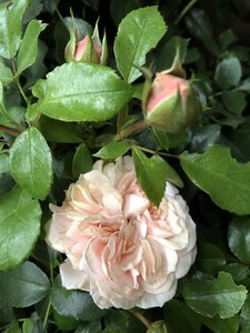 Rosa (F) Garden of Roses geen maat specificatie cont. 5,0L - afbeelding 1