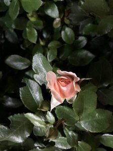 Rosa (F) Garden of Roses geen maat specificatie cont. 5,0L - afbeelding 2