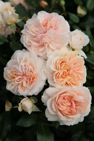 Rosa (F) Garden of Roses geen maat specificatie cont. 5,0L - afbeelding 3