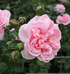 Rosa (P) Home & Garden wortelgoed A kwaliteit - afbeelding 1