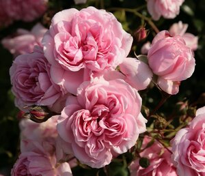 Rosa (P) Home & Garden wortelgoed A kwaliteit - afbeelding 2