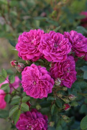Rosa Purple Rain wortelgoed A kwaliteit