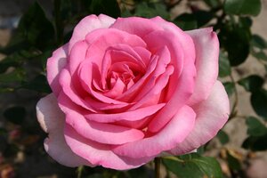 Rosa (T) Sweet Parole wortelgoed A kwaliteit - afbeelding 1