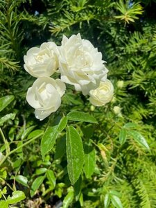 Rosa (M) 'White Fairy' 20-30 cm cont. 3,0L