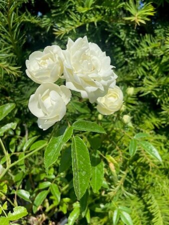 Rosa (M) 'White Fairy' geen maat specificatie wortelgoed 3-5 tak struik