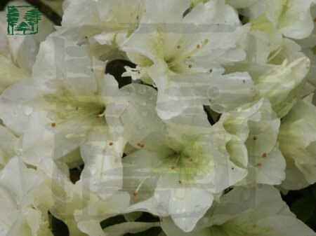 Rhododendron (AJ) 'Schneewittchen' WIT 60-70 cm met kluit