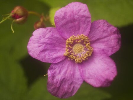 Rubus odoratus geen maat specificatie container - afbeelding 4