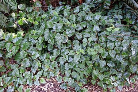 Rubus tricolor geen maat specificatie 0,55L/P9cm