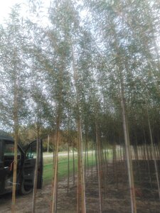 Salix alba 'Chermesina' 10-12 Hoogstam wortelgoed - afbeelding 2