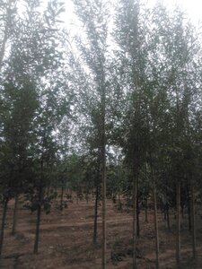 Salix alba 'Chermesina' 12-14 Hoogstam wortelgoed 2 X verplant - afbeelding 1