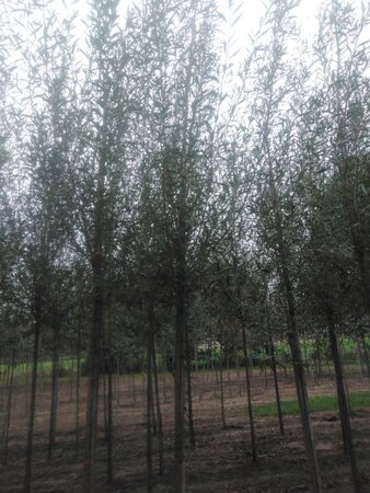 Salix alba 'Chermesina' 14-16 Hoogstam wortelgoed 2 X verplant