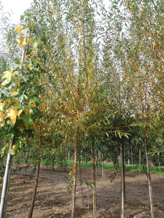 Salix alba 'Chermesina' 16-18 Hoogstam draadkluit 3 X verplant