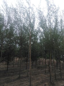 Salix alba 'Chermesina' 8-10 Hoogstam wortelgoed - afbeelding 2