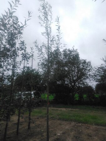 Salix alba 'Chermesina' 8-10 Hoogstam wortelgoed - afbeelding 3