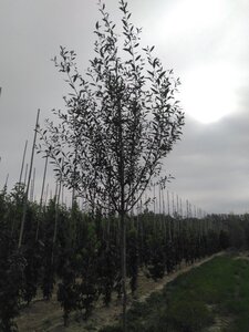 Salix alba 12-14 Hoogstam wortelgoed 2 X verplant