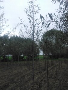 Salix alba 6-8 Hoogstam wortelgoed - afbeelding 2