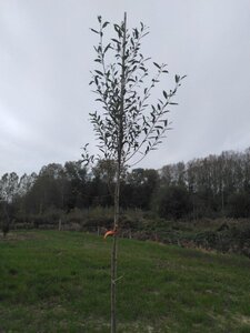 Salix alba 8-10 Hoogstam wortelgoed - afbeelding 1
