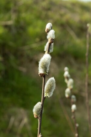 Salix caprea 100-140 cm wortelgoed struik - afbeelding 2