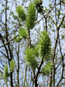 Salix caprea 100-140 cm wortelgoed struik - afbeelding 4