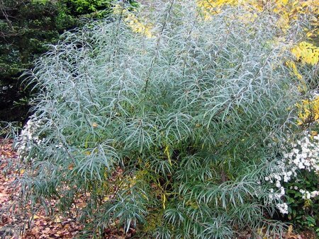 Salix elaeagnos 'Angustifolia' 60-80 cm container - afbeelding 4