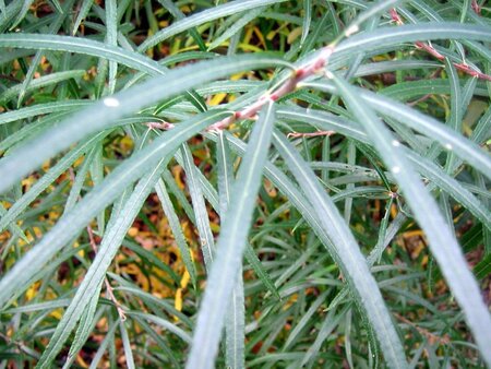 Salix elaeagnos 'Angustifolia' 60-80 cm wortelgoed struik - afbeelding 1