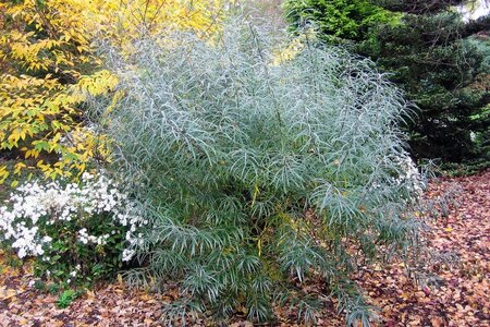 Salix elaeagnos 'Angustifolia' 60-80 cm wortelgoed struik - afbeelding 2